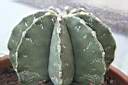 ASTROPHYTUM ORNATUM_VAR.DENUDATUM.jpg